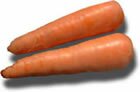 carrot.jpg