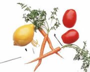 picture of medicinal herbs