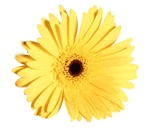 flowers for aromatherapy