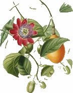 herbal remedy