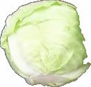 picture of cabbage