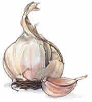 picture of garlic